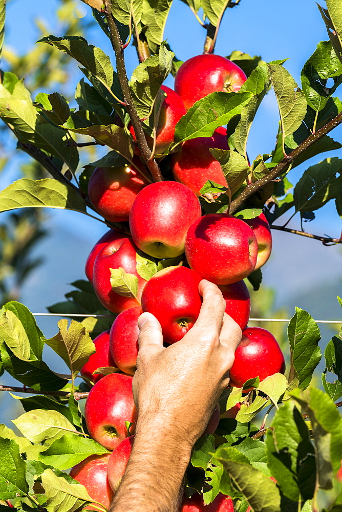 Hand of farmer man picking red apples from tree in the orchard, Valtellina, Sondrio province, Lombardy, Italy, Europe