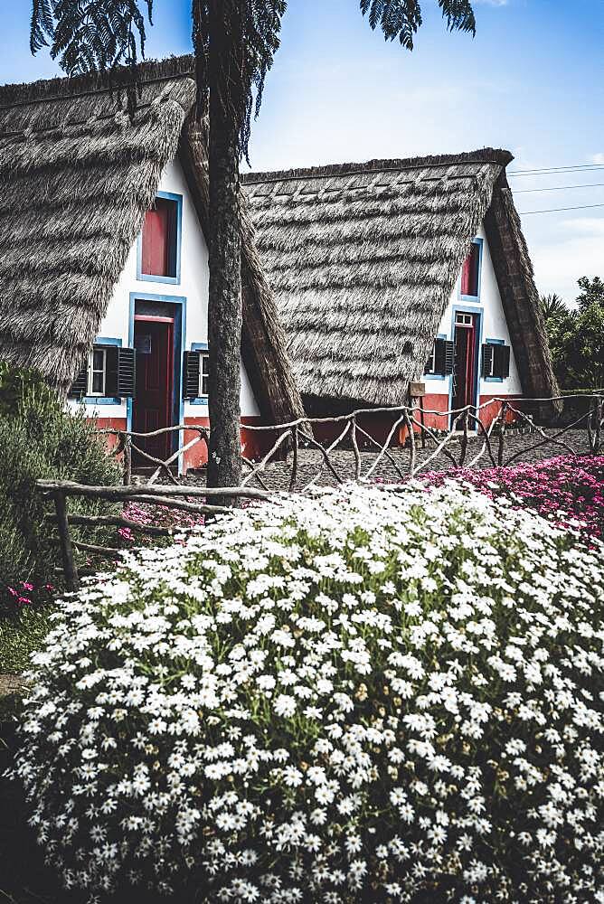 Historic rural houses surrounded by flowers, Santana, Madeira island, Portugal, Atlantic, Europe