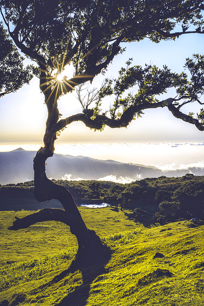 Laurel tree lit by sun rays at sunset, Fanal forest, Madeira island, Portugal, Atlantic, Europe