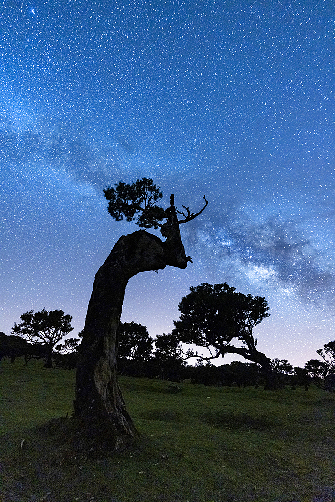 Milky Way in the night sky over tree trunks of Fanal forest, Madeira island, Portugal, Atlantic, Europe