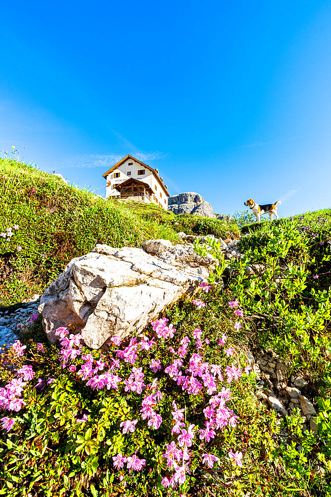 Cute Beagle dog in the flowering meadows surrounding Rifugio Zsigmondy Comici hut, Sesto Dolomites, South Tyrol, Italy, Europe