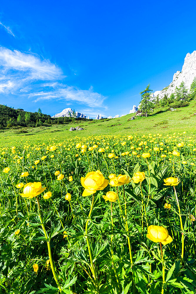 Globeflowers (Trollius europaeus) buttercup type flowers (Bottondoro) in the green meadows surrounding Cima dei Colesei peak, Sesto Dolomites, South Tyrol, Italy, Europe