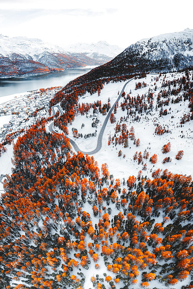 Empty road crossing colorful autumnal woods on snowcapped mountains above lake Silvaplana, Engadine, Graubunden, Switzerland, Europe