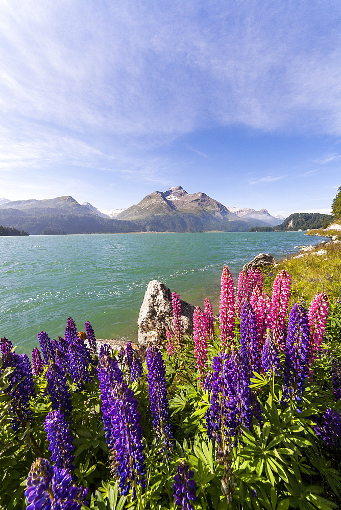 Pink and purple lupins blooming by Lake Sils in Engadine, not far from Saint Moritz, Graubunden, Switzerland, Europe