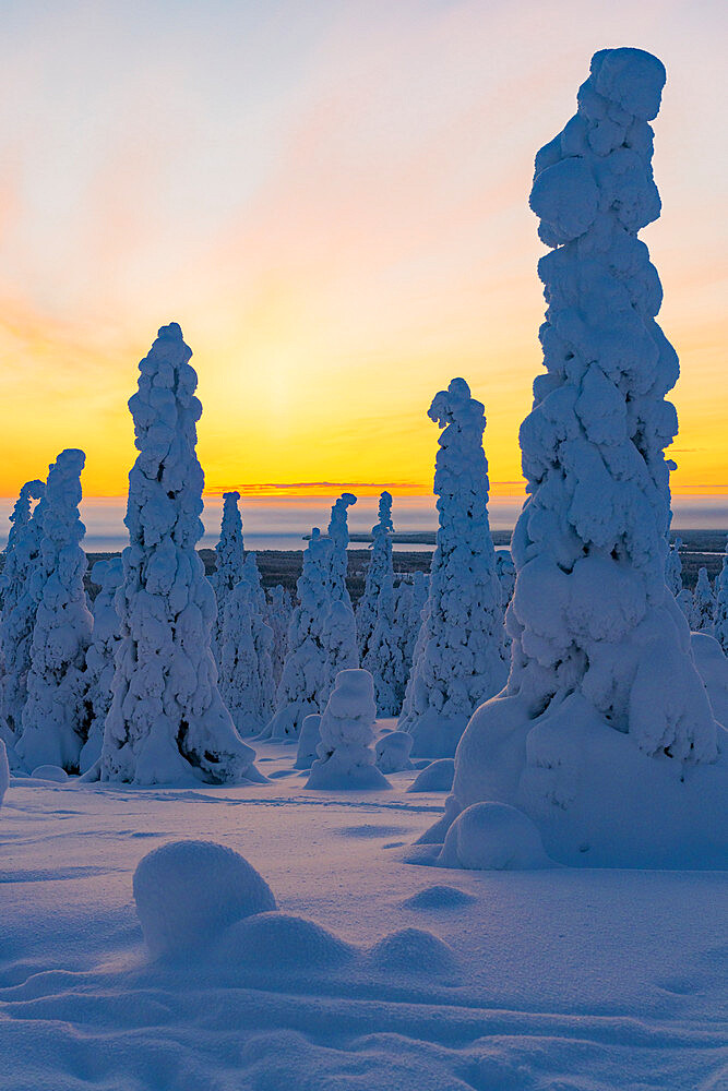 Tall trees covered with snow in the frozen arctic forest at dawn, Riisitunturi National Park, Posio, Lapland, Finland