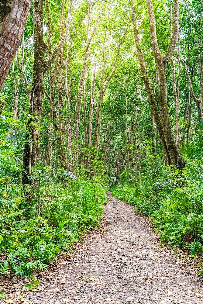 Empty footpath among mangrove trees and fern, Jozani Forest National Park, Zanzibar, Tanzania