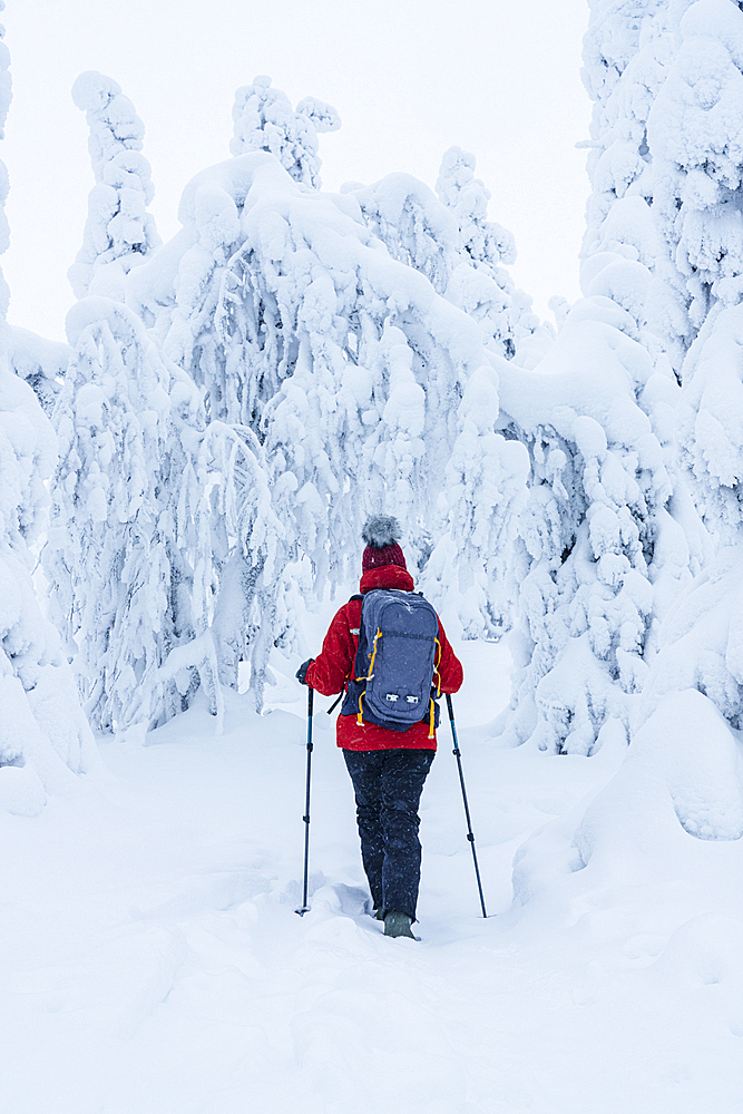 Rear view of woman with ski poles enjoying walking in the winter snowy landscape of Finnish Lapland