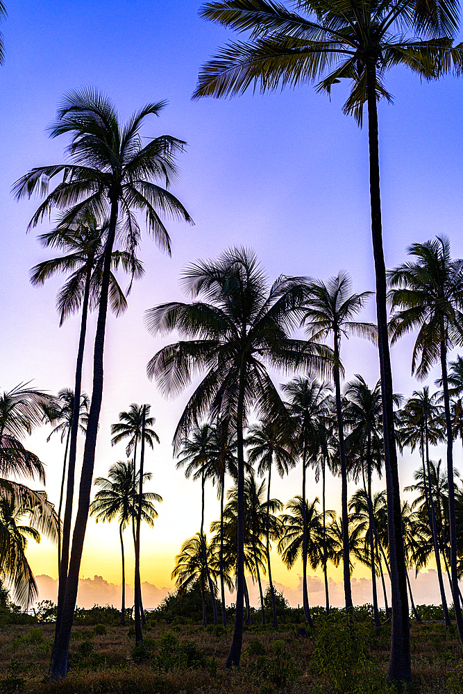 Silhouettes of palm trees under the romantic sky at dawn, Zanzibar, Tanzania, East Africa, Africa