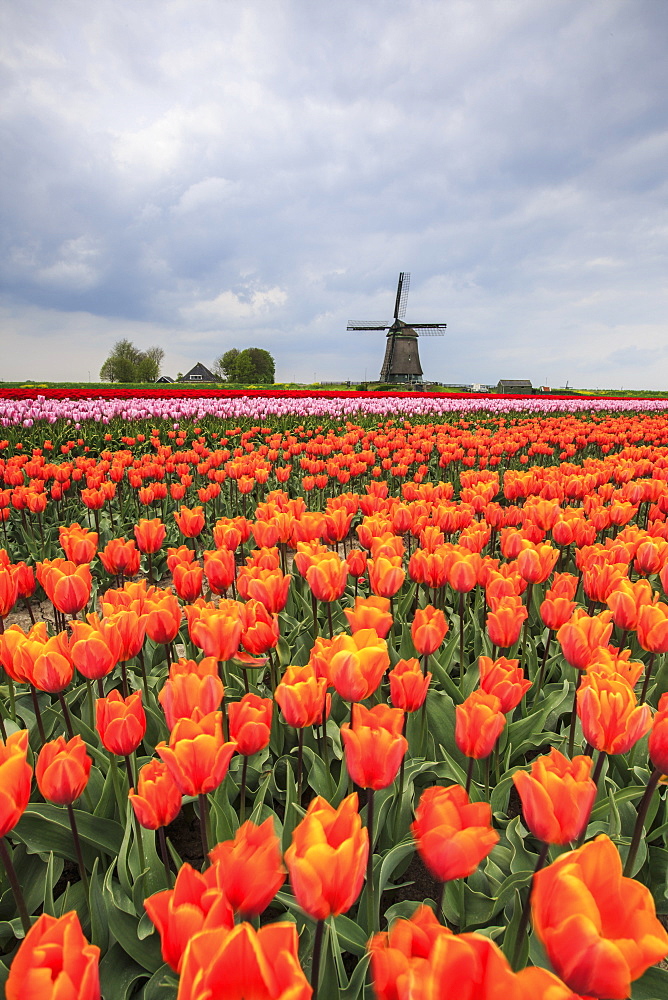 Spring clouds over fields of multicolored tulips and windmill, Berkmeer, Koggenland, North Holland, Netherlands, Europe