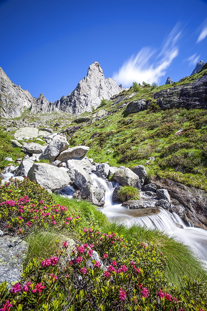 Rhododendron blooming by a stream in Valmasino, famous for its granite walls, Valtellina, Lombardy, Italy, Europe