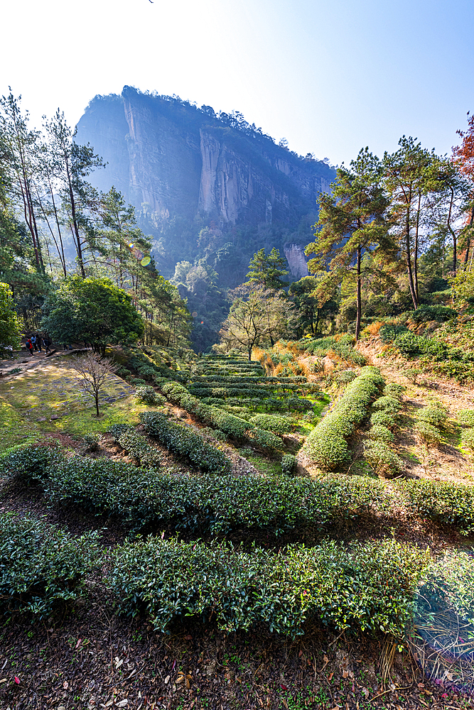 Tree plantations, Wuyi Mountains, UNESCO World Heritage Site, Fujian, China, Asia