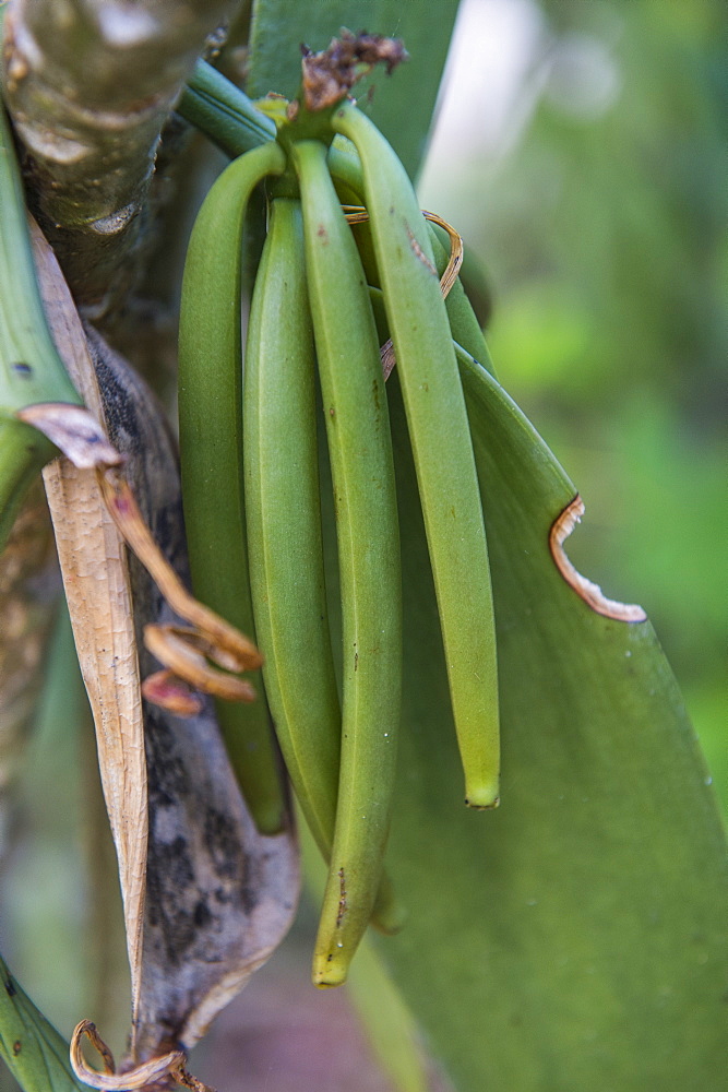 Close up of vanilla plants on a vanilla plantation (Vanilla planifolia), Ouvea, Loyalty Islands, New Caledonia, Pacific