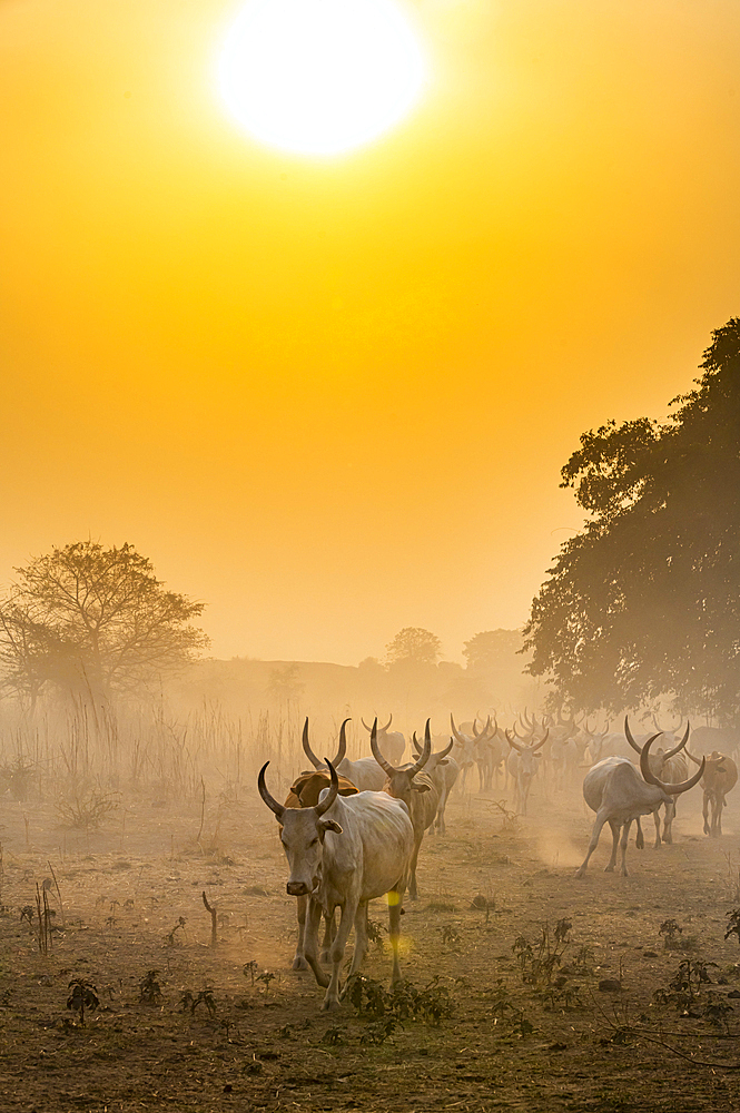 Cows from the Mundari tribe coming back to their camp at sunset, South Sudan, Africa