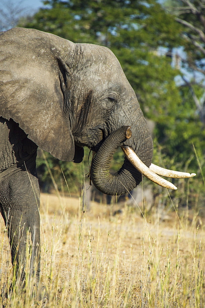 African bush elephant (Loxodonta africana), Liwonde National Park, Malawi, Africa