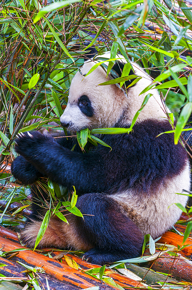 Panda Bear, Chengdu, Sichuan, China, Asia