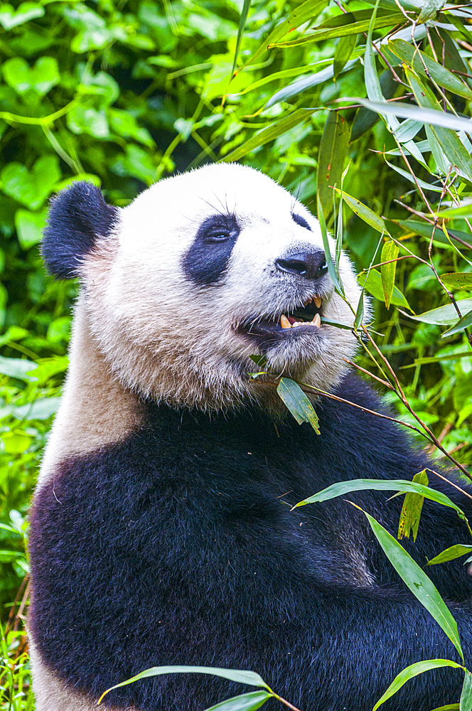 Panda Bear, Chengdu, Sichuan, China, Asia