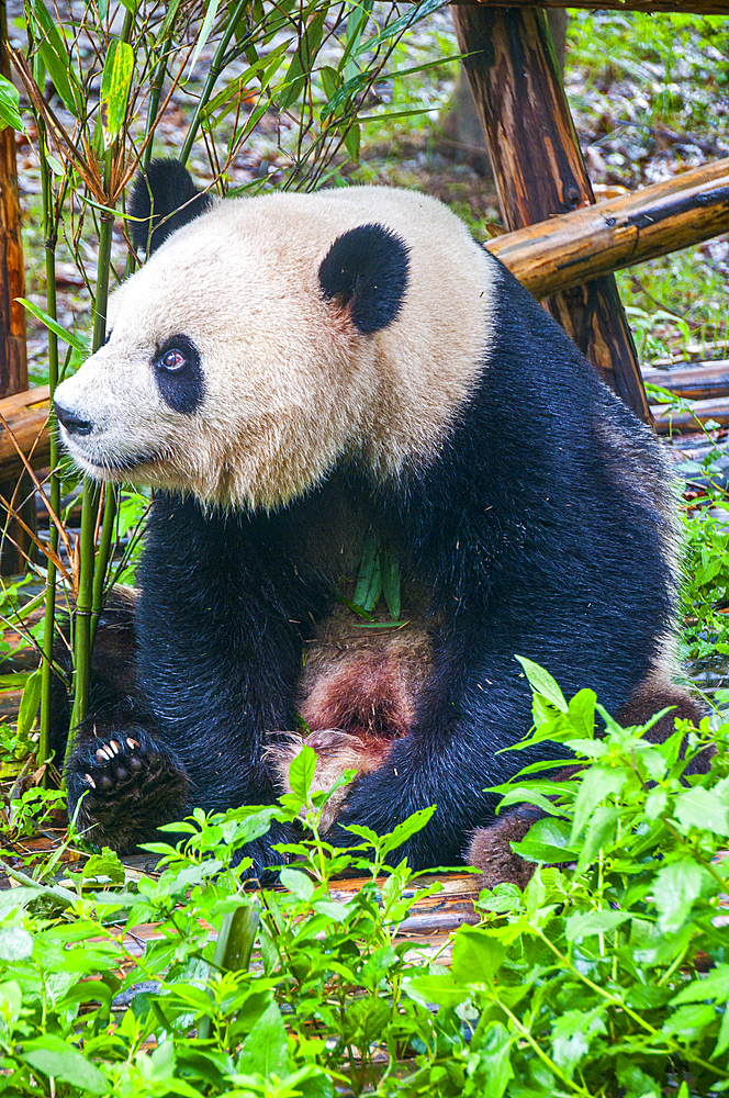 Panda Bear, Chengdu, Sichuan, China, Asia