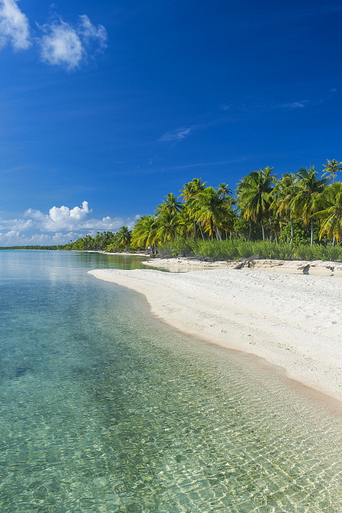 Beautiful palm fringed white sand beach in the turquoise waters of Tikehau, Tuamotus, French Polynesia, Pacific