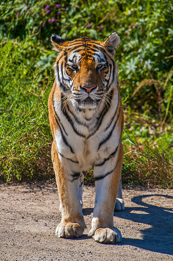 Siberian Tiger in the Siberian Tiger Park, Harbin, Heilongjiang, China, Asia