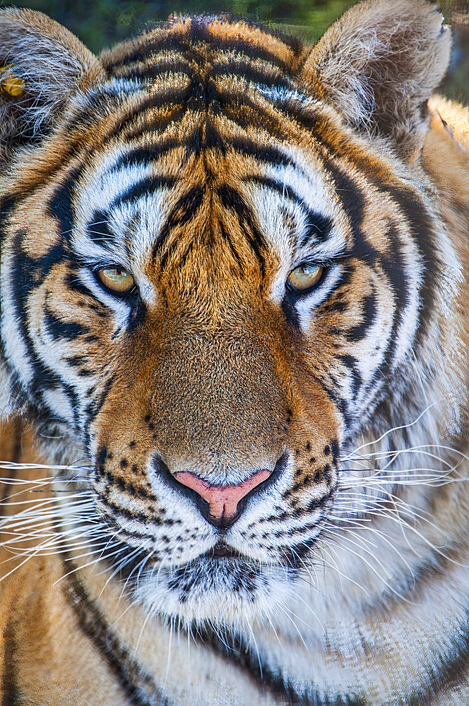 Siberian Tiger in the Siberian Tiger Park, Harbin, Heilongjiang, China, Asia