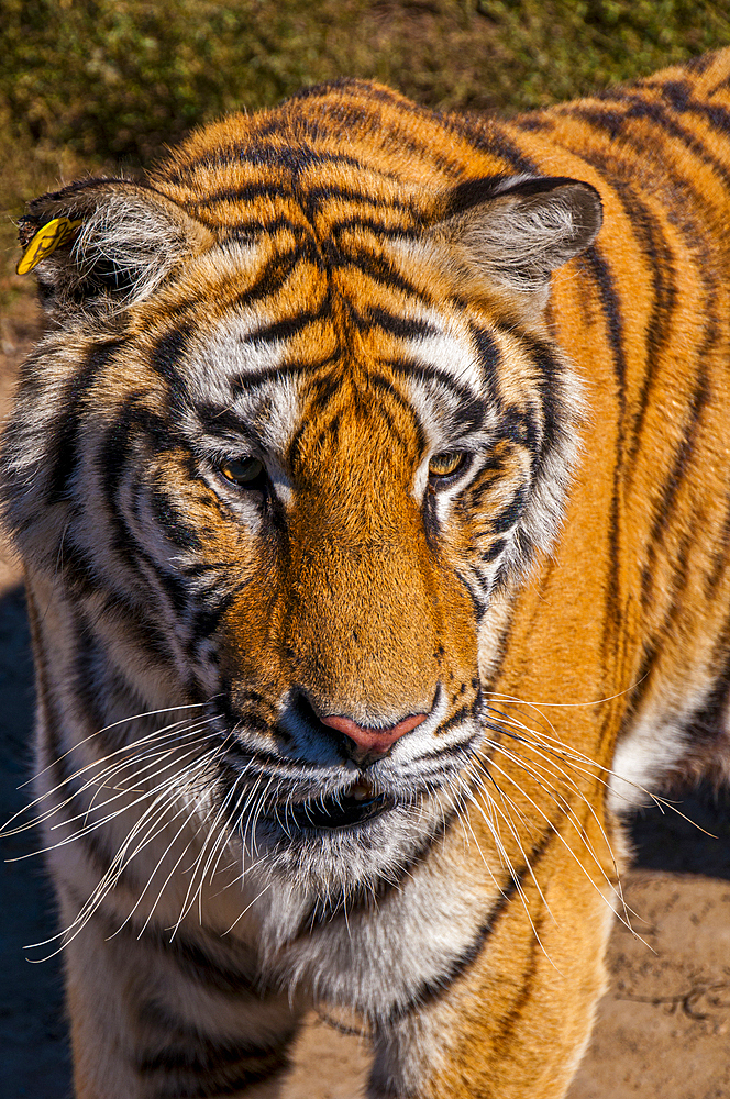 Siberian Tiger in the Siberian Tiger Park, Harbin, Heilongjiang, China, Asia