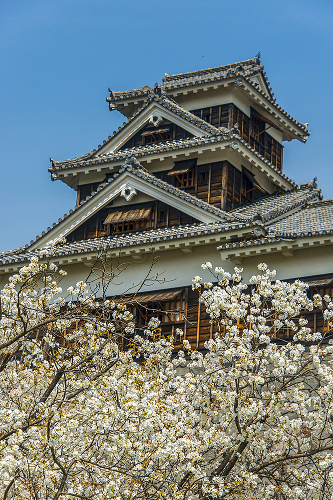 Cherry blossom in the Kumamoto Japanese Castle, Kumamoto, Kyushu, Japan, Asia