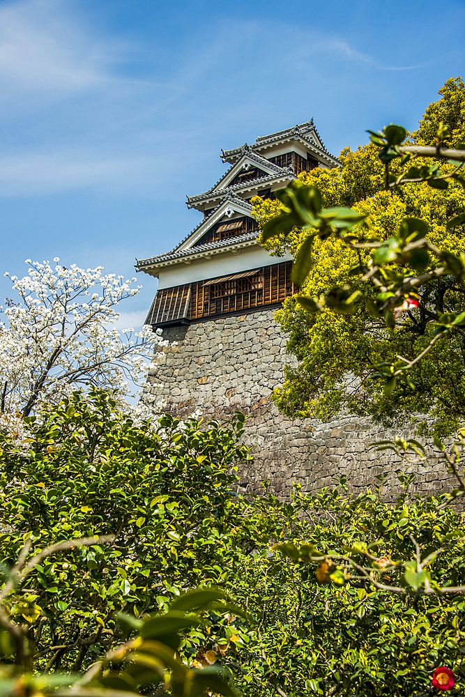 Cherry blossom in the Kumamoto Japanese Castle, Kumamoto, Kyushu, Japan, Asia