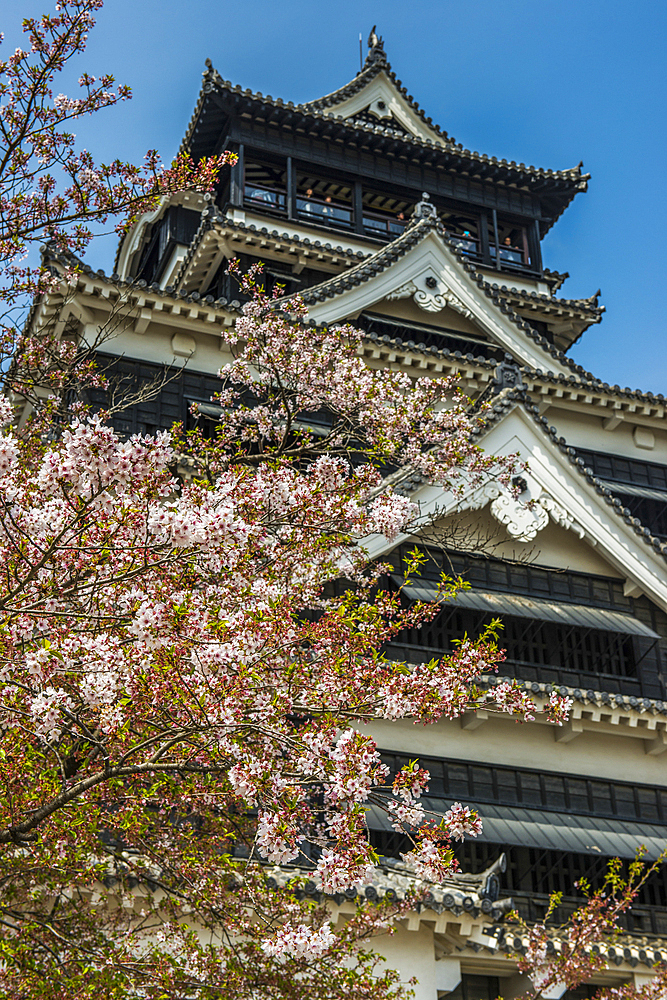 Cherry blossom in the Kumamoto Japanese Castle, Kumamoto, Kyushu, Japan, Asia