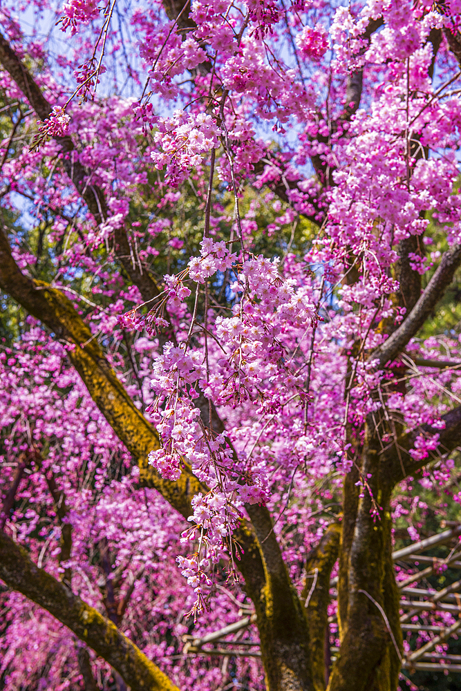 Cherry blossom, Okazaki Park in the Heian Jingu Shrine, Kyoto, Honshu, Japan, Asia