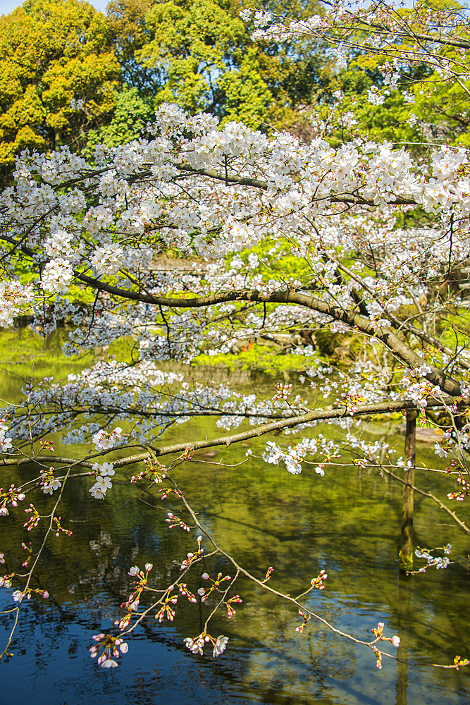 Okazaki Park in the Heian Jingu Shrine, Kyoto, Honshu, Japan, Asia