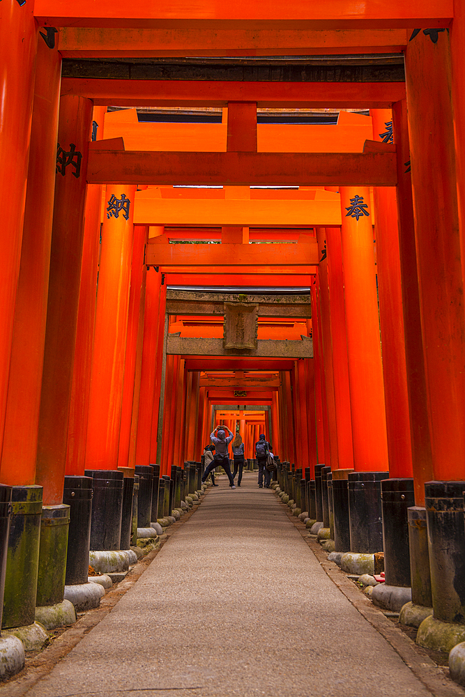 The Endless Red Gates (Torii) of Kyoto's Fushimi Inari, Kyoto, Honshu, Japan, Asia