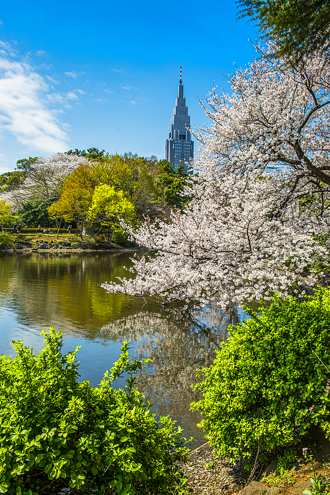 Cherry blossom in the Shinjuku-Gyoen Park, Tokyo, Honshu, Japan, Asia