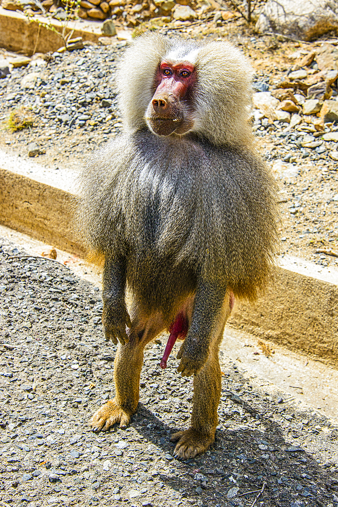 Hamadryas baboon (Papio hamadryas), along the road from Massawa to Asmara, Eritrea, Africa