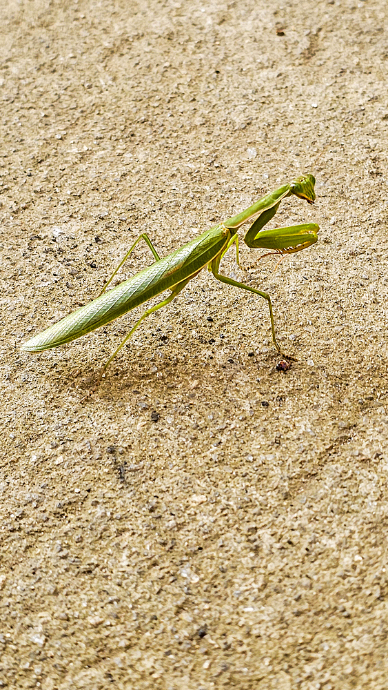 Praying Mantis, Bunia, Ituri, Democratic Republic of Congo, Africa