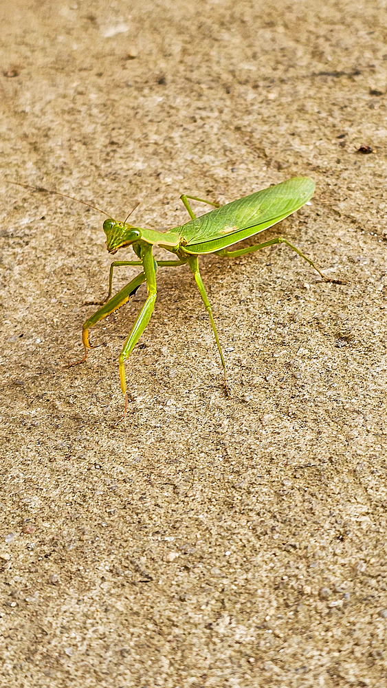 Praying Mantis, Bunia, Ituri, Democratic Republic of Congo, Africa