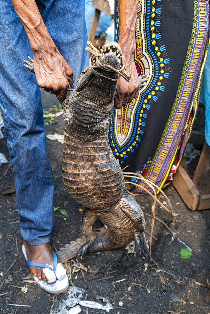 Living crocodiles for sale at the market of Mbandaka, Equateur province, Democratic Republic of Congo, Africa