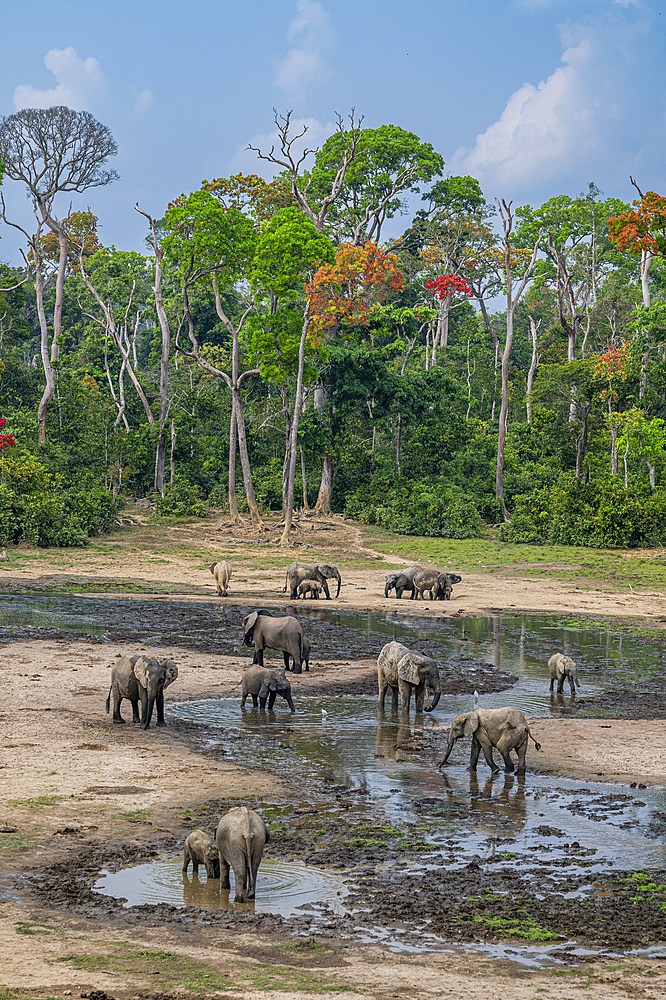 African forest elephant (Loxodonta cyclotis), Dzanga Bai, Unesco site Dzanga Sangha National Park, Central African Republic