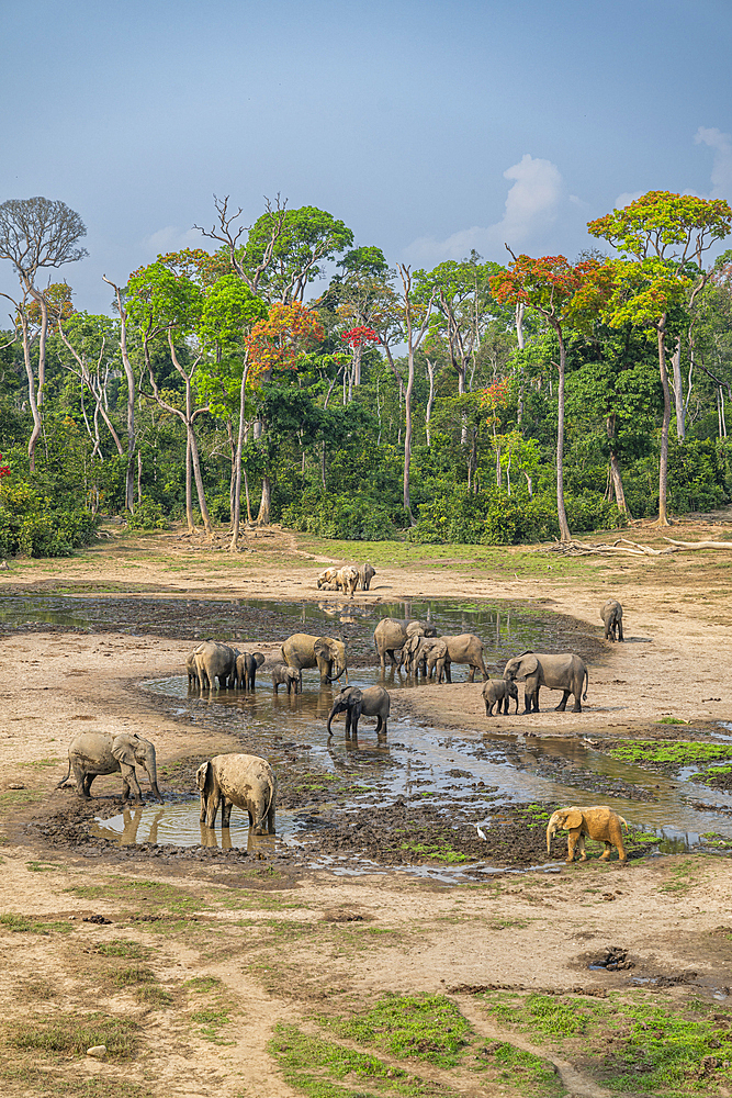 African forest elephant (Loxodonta cyclotis), Dzanga Bai, Unesco site Dzanga Sangha National Park, Central African Republic