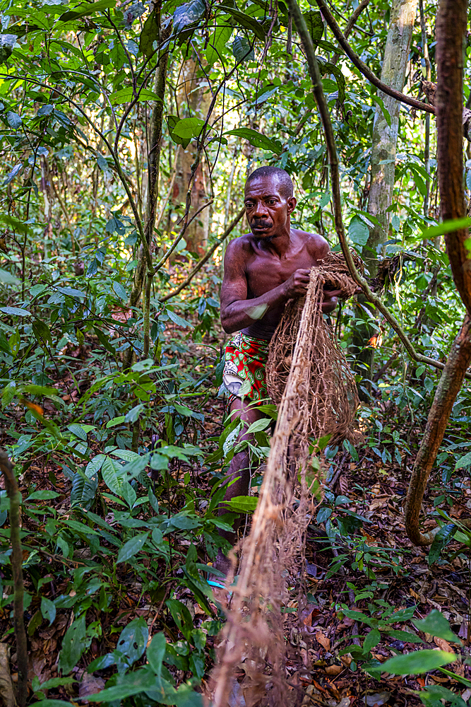 Pygmy man preparing the net for nethunting, Unesco site Dzanga Sangha National Park, Central African Republic