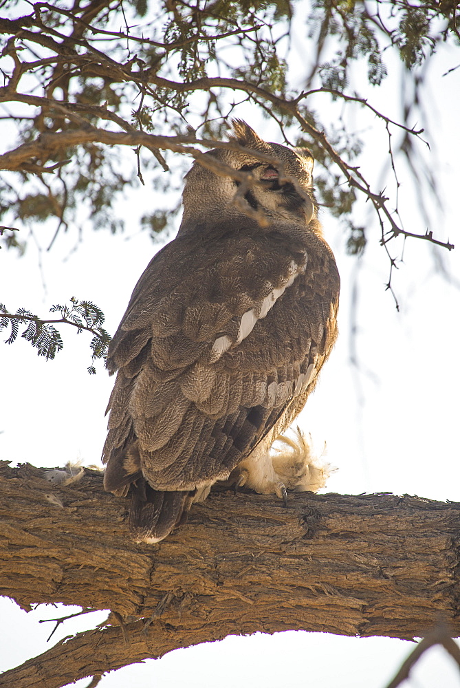 Southern white-faced owl (Ptilopsis granti), Kalahari Transfrontier Park, South Africa, Africa