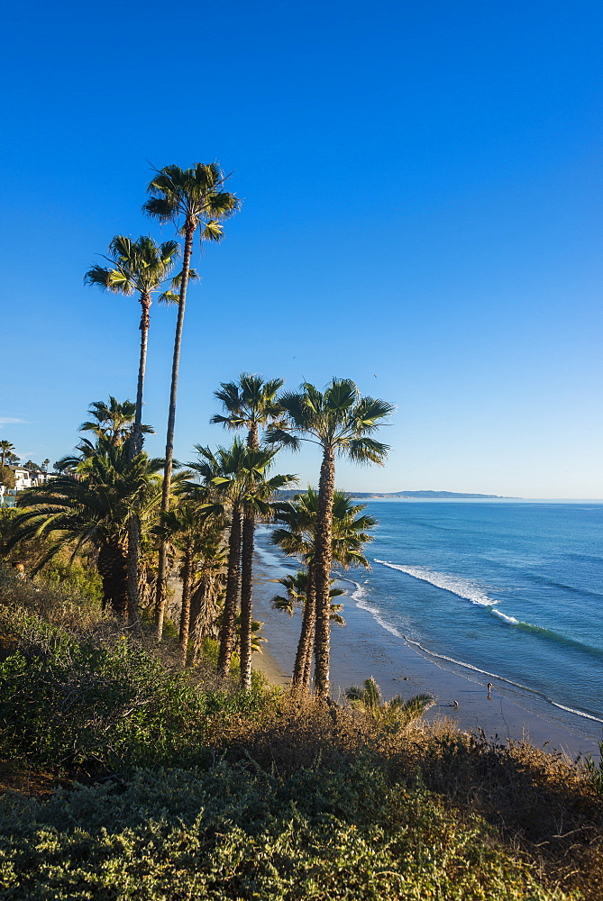 Palm trees above the cliffs in Cardiff, California, United States of America, North America