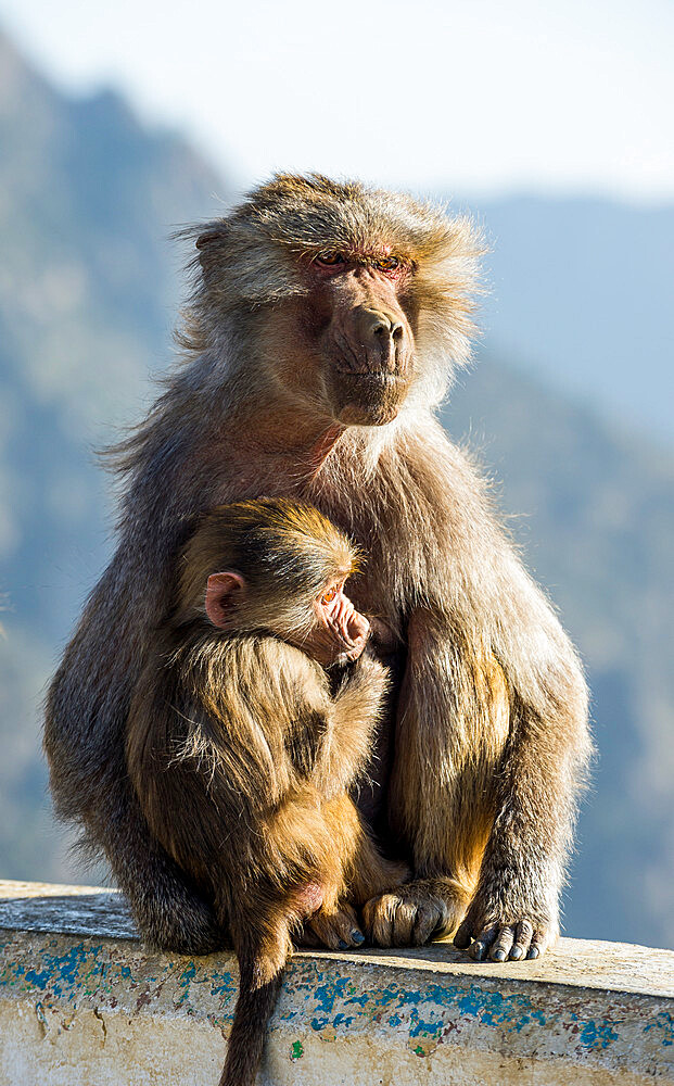 Mother with baby baboon on Mount Souda, highest mountain in Saudi Arabia, Abha, Saudi Arabia, Middle East