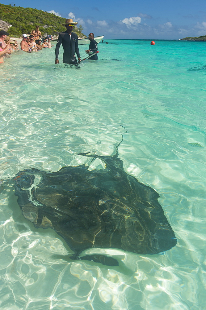 Guides feeding Rays in the turquoise waters of the Exumas, Bahamas, West Indies, Caribbean, Central America