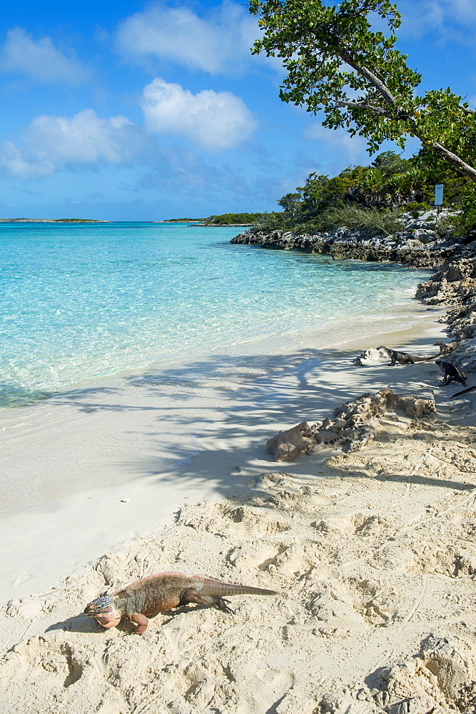 Iguana on a white sand beach, Exumas, Bahamas, West Indies, Caribbean, Central America