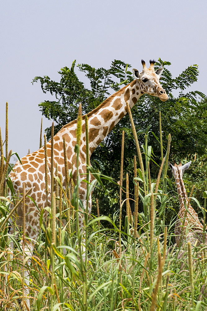 West African giraffes (Giraffa camelopardalis peralta), Koure, Niger, West Africa, Africa