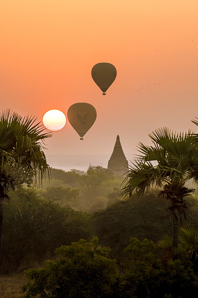 Hot air balloons over Bagan at sunrise, Bagan (Pagan), Myanmar (Burma), Asia