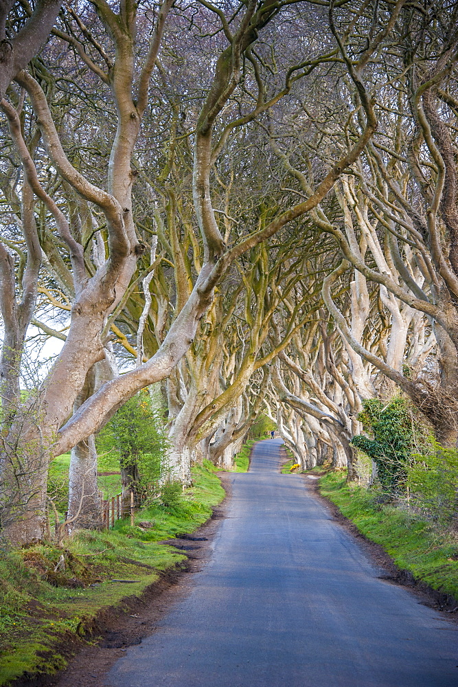 The Dark Hedges in Northern Ireland, beech tree avenue, Northern Ireland, United Kingdom, Europe 