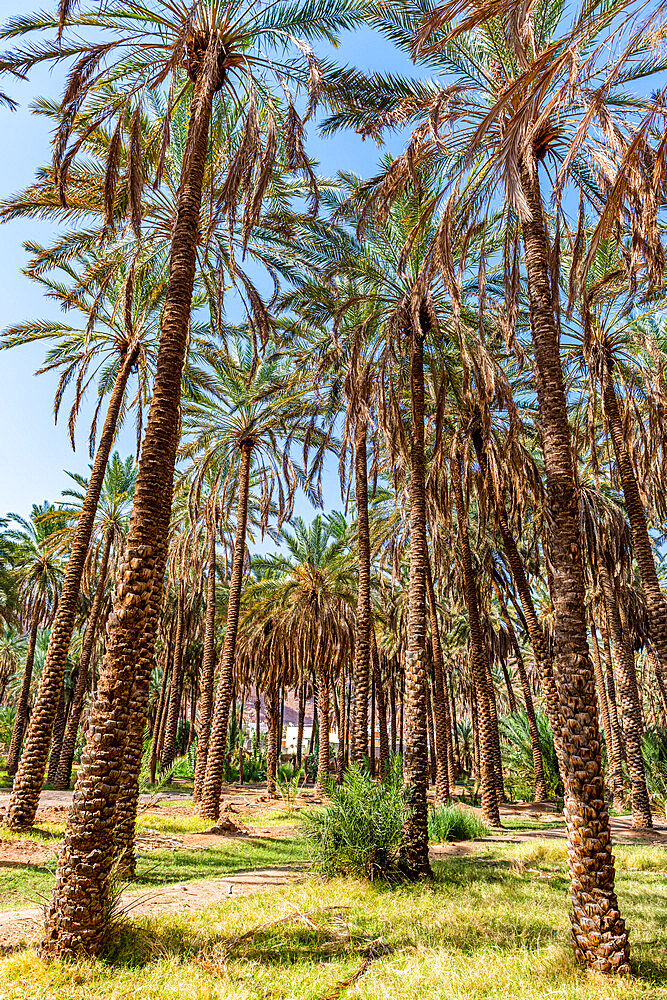 Oasis of Al Ula, Kingdom of Saudi Arabia, Middle East