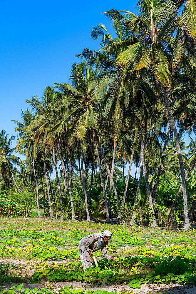 Farmer in the green Oasis of Salalah, Oman, Middle East