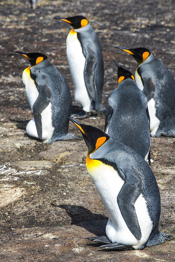 King penguin colony (Aptenodytes patagonicus), Saunders Island, Falklands, South America